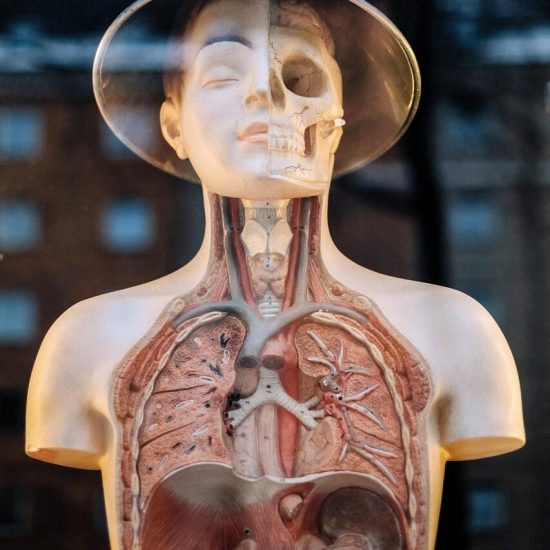 upper body, structure, medical, organ, skeleton